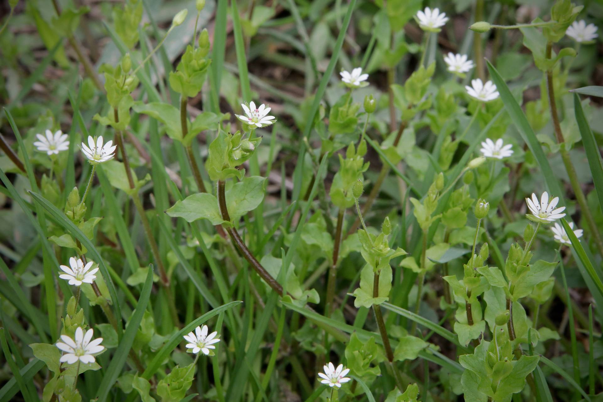 Photo of Common Chickweed
