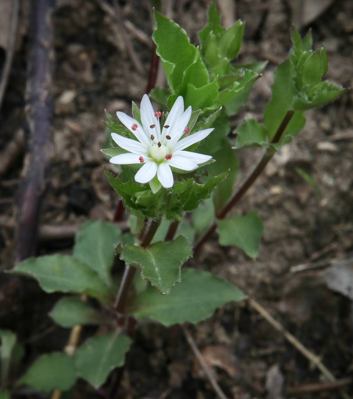 Photo of Star Chickweed