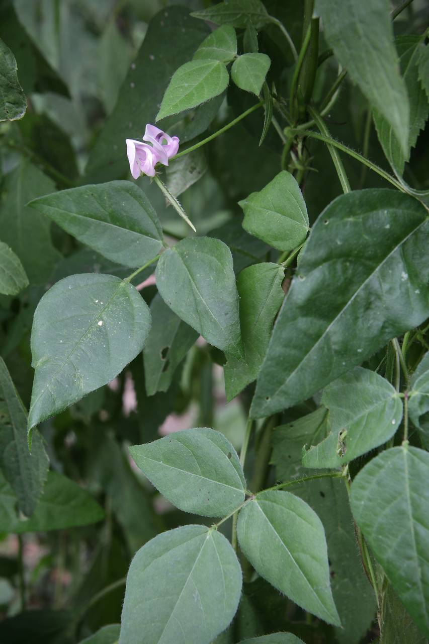 Photo of Trailing Fuzzy-Bean