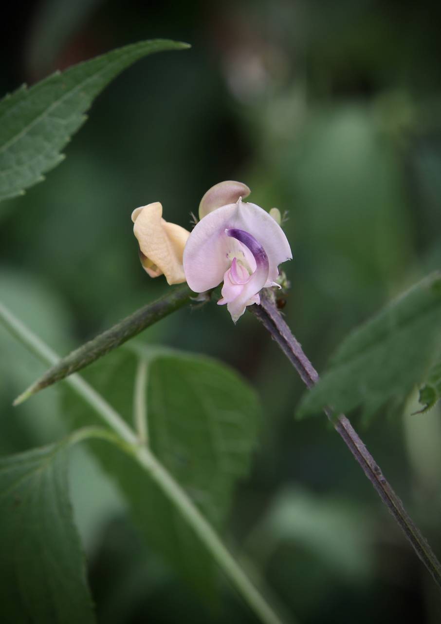 Photo of Trailing Fuzzy-Bean