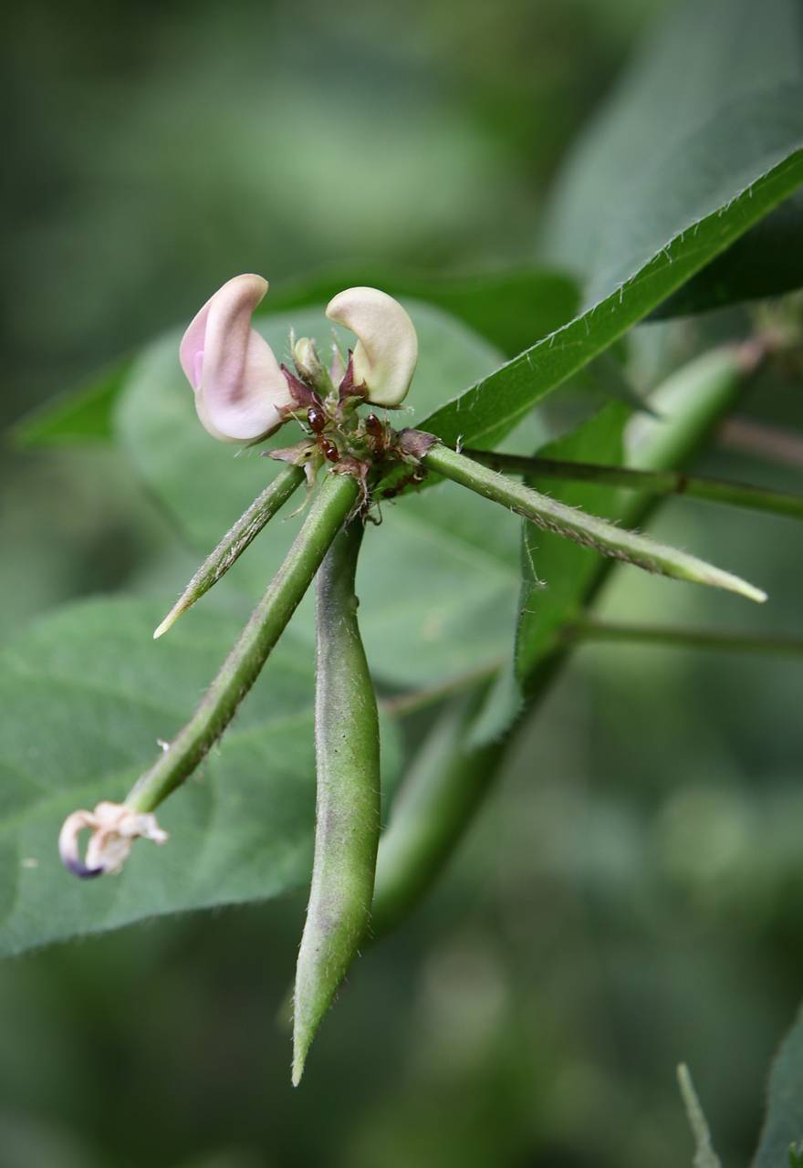Photo of Trailing Fuzzy-Bean