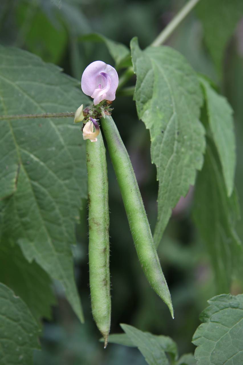 Photo of Trailing Fuzzy-Bean