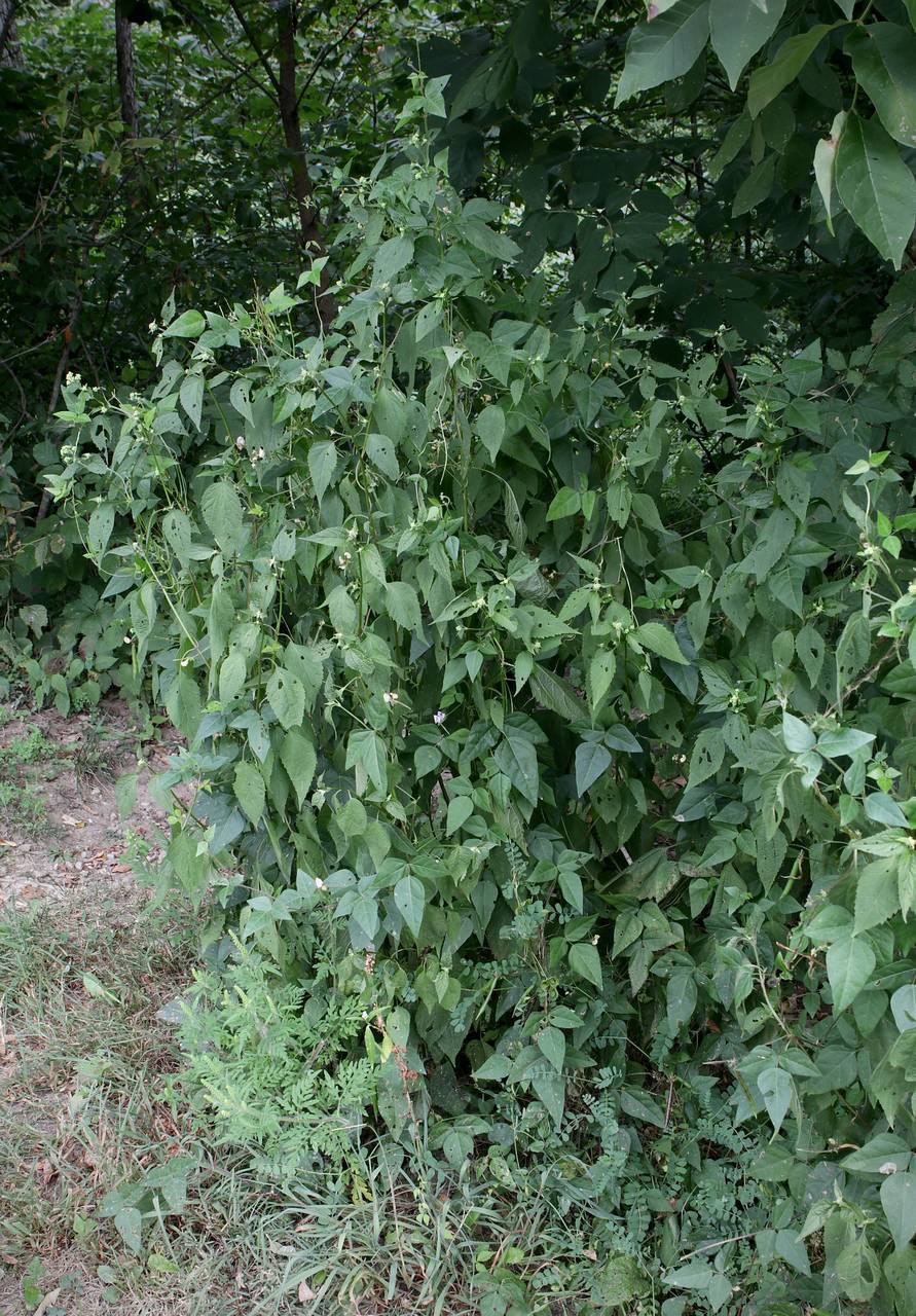 Photo of Trailing Fuzzy-Bean