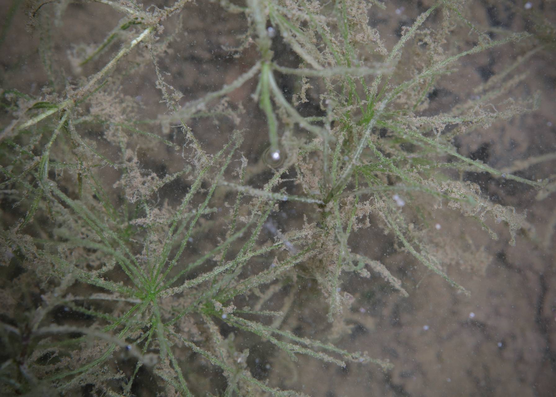 Photo of Sago Pondweed