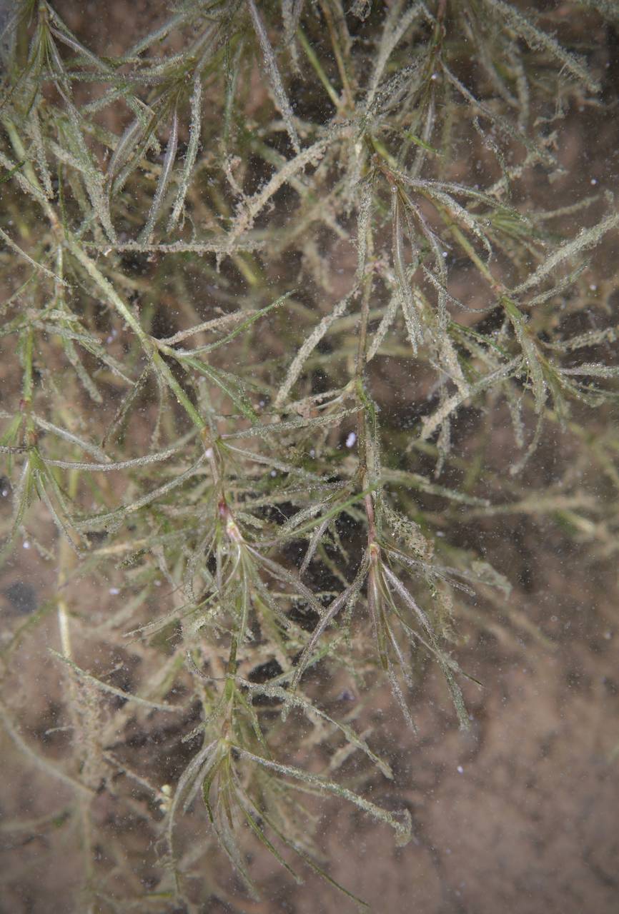 Photo of Sago Pondweed