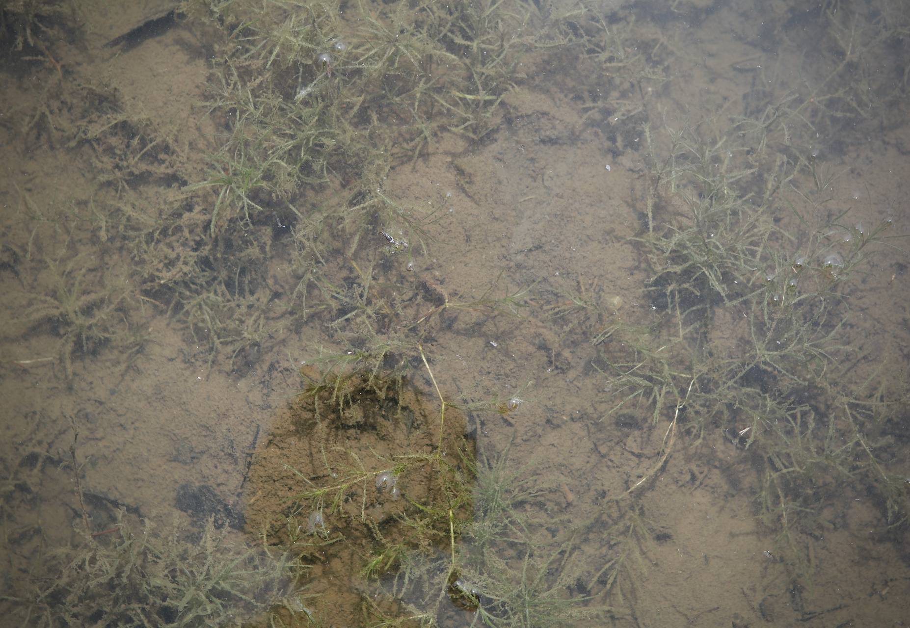 Photo of Sago Pondweed