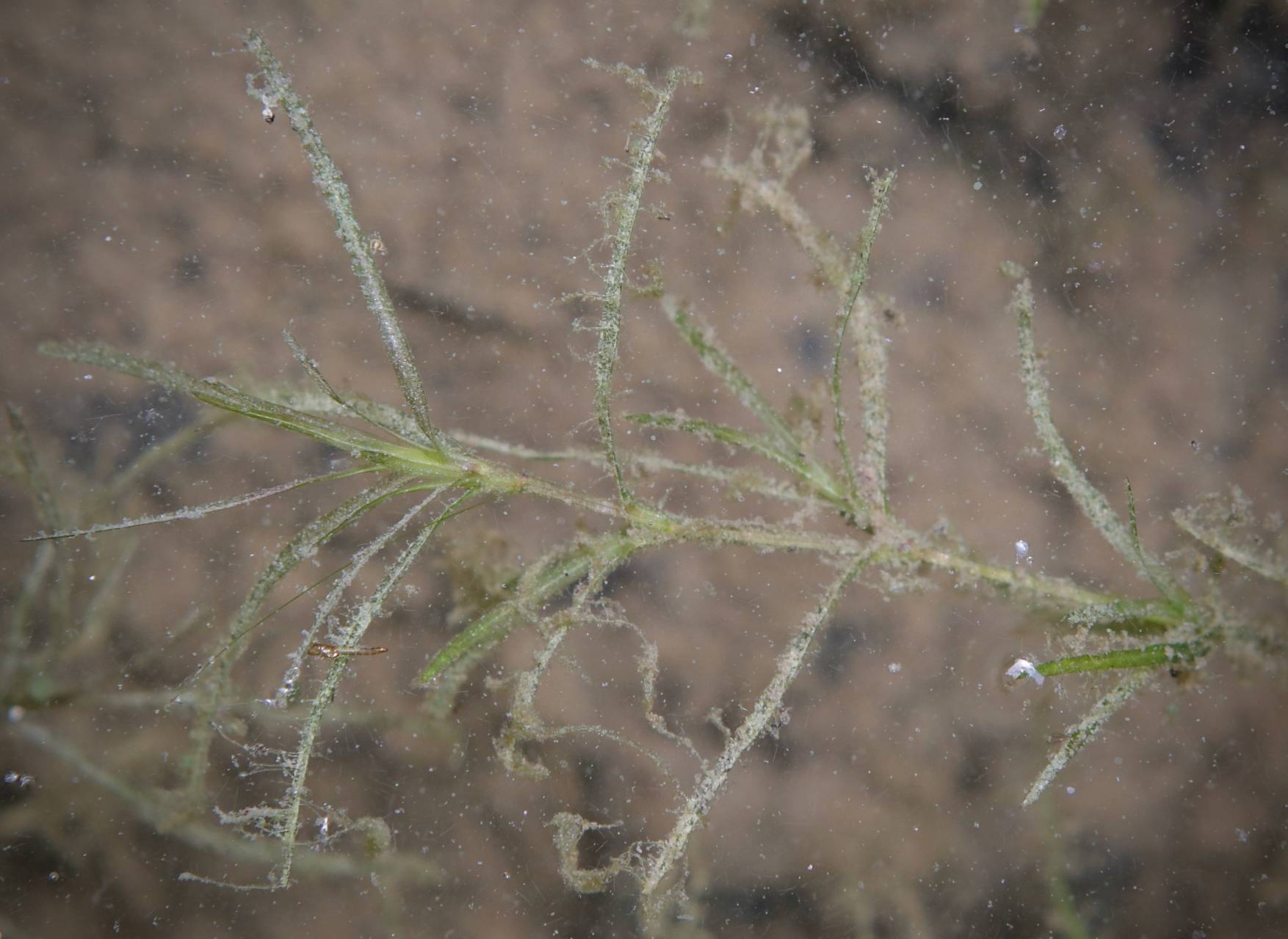 Photo of Sago Pondweed