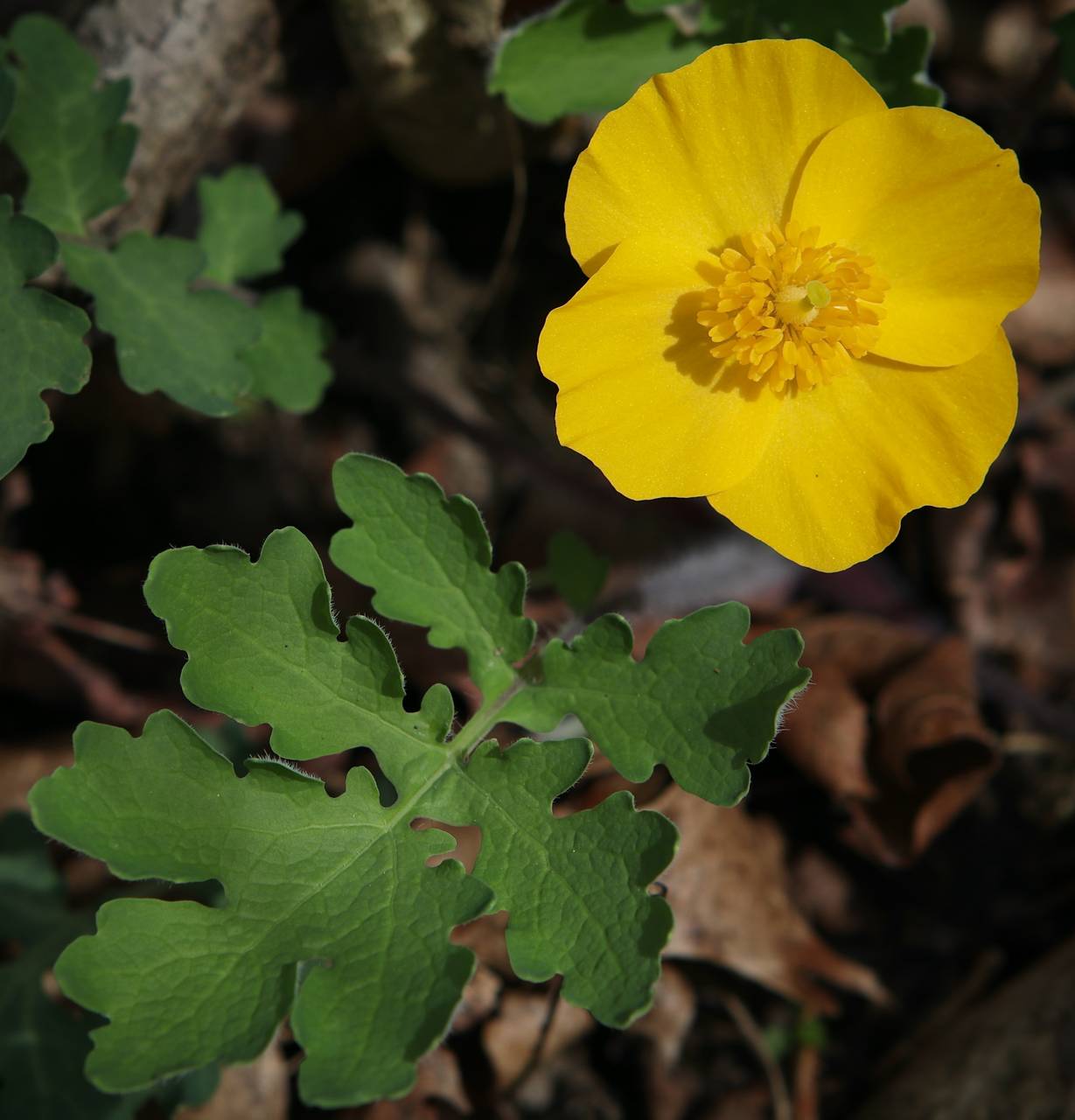 Photo of Celandine Poppy