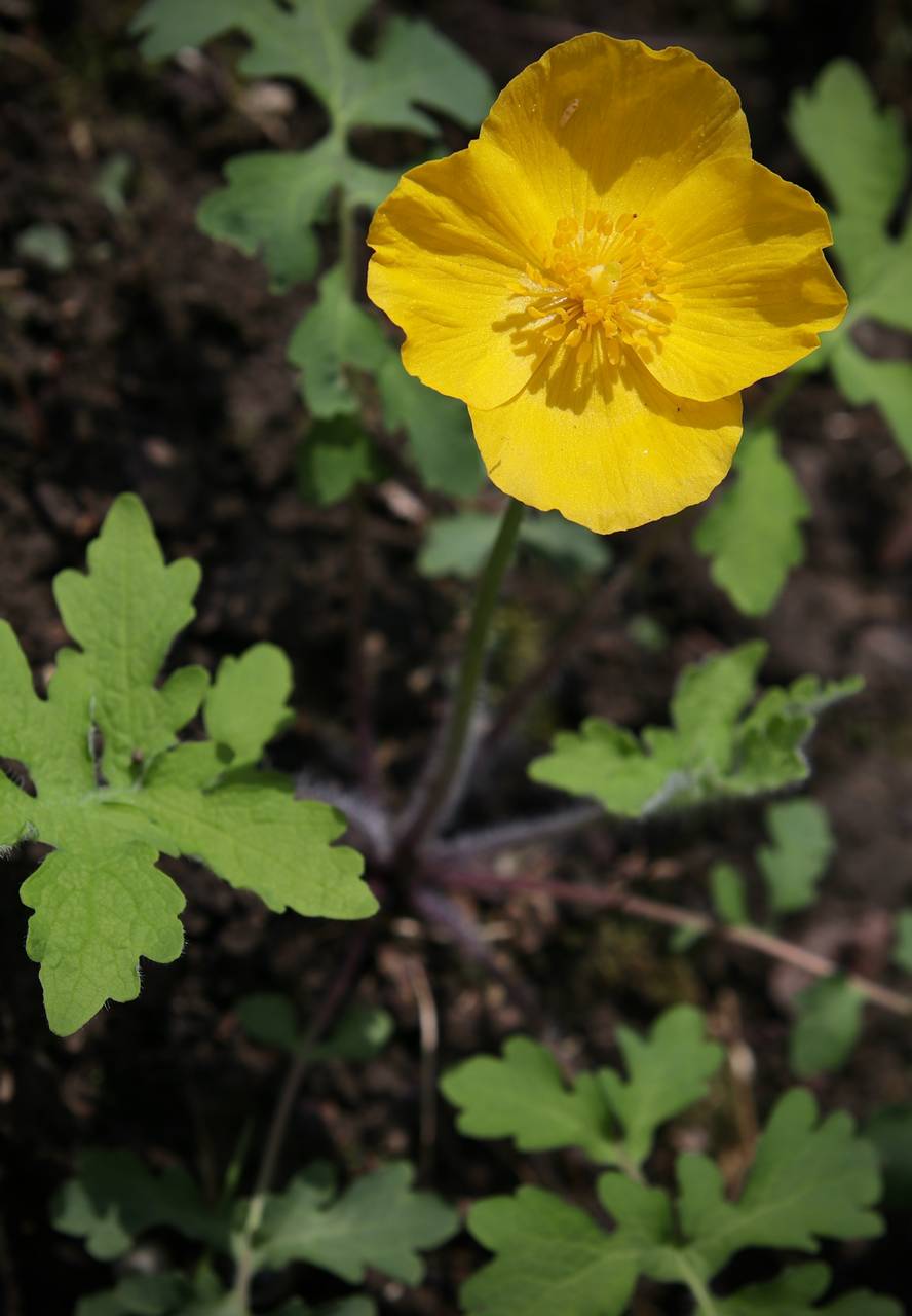 Photo of Celandine Poppy