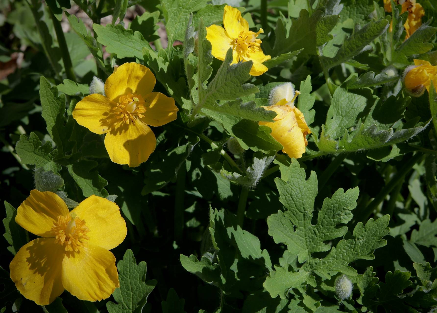 Photo of Celandine Poppy