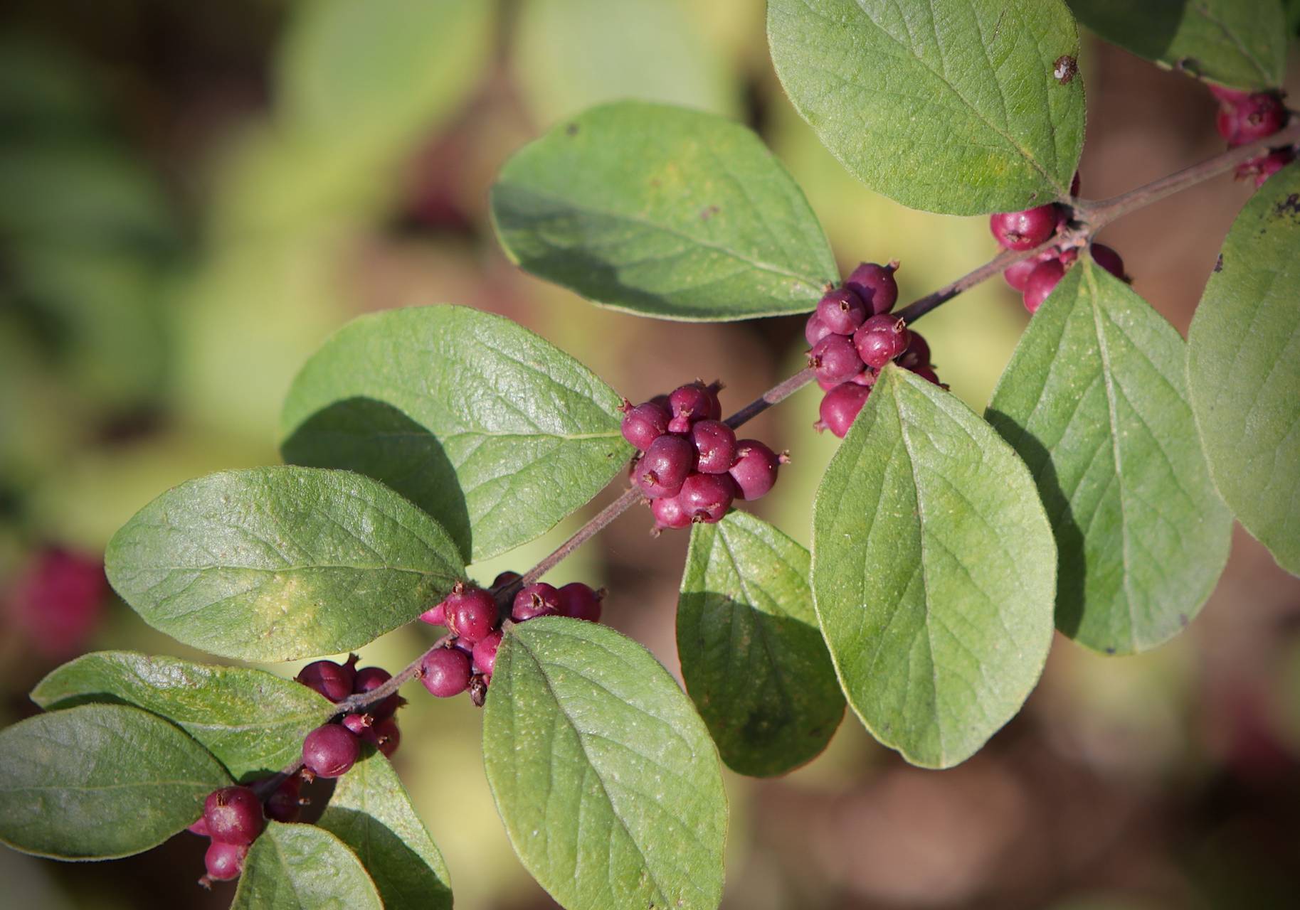 Photo of Coralberry