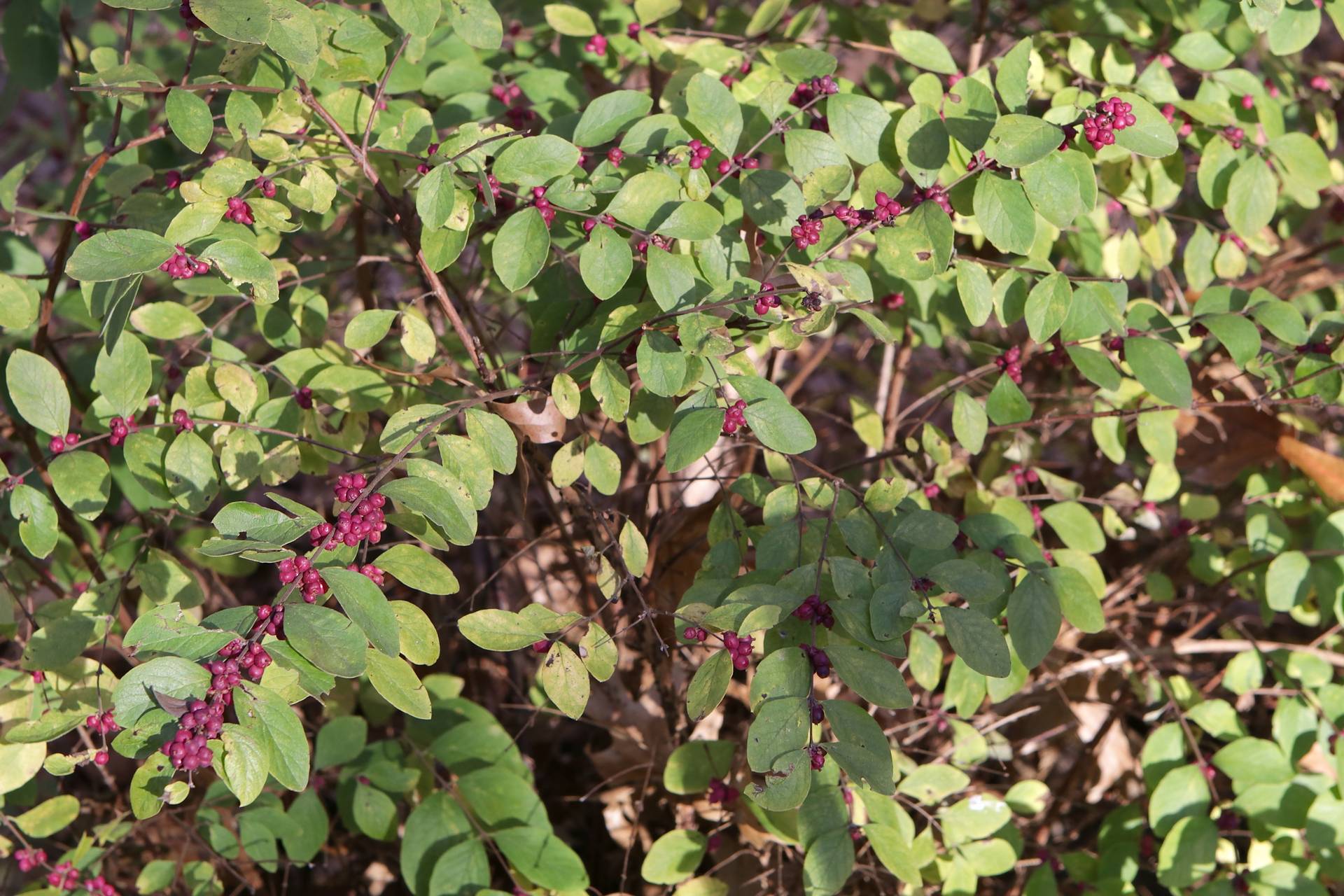 Photo of Coralberry