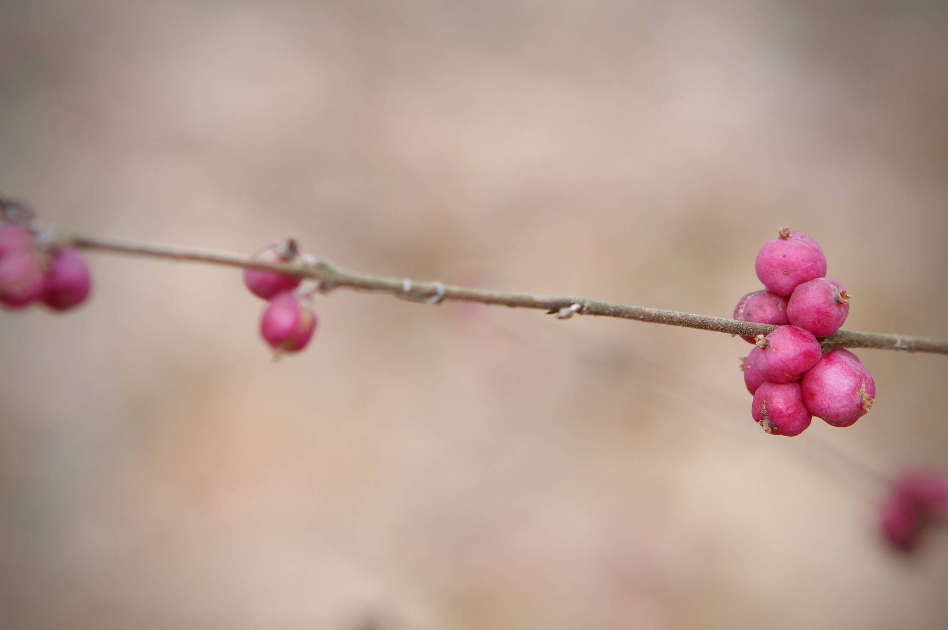 Photo of Coralberry