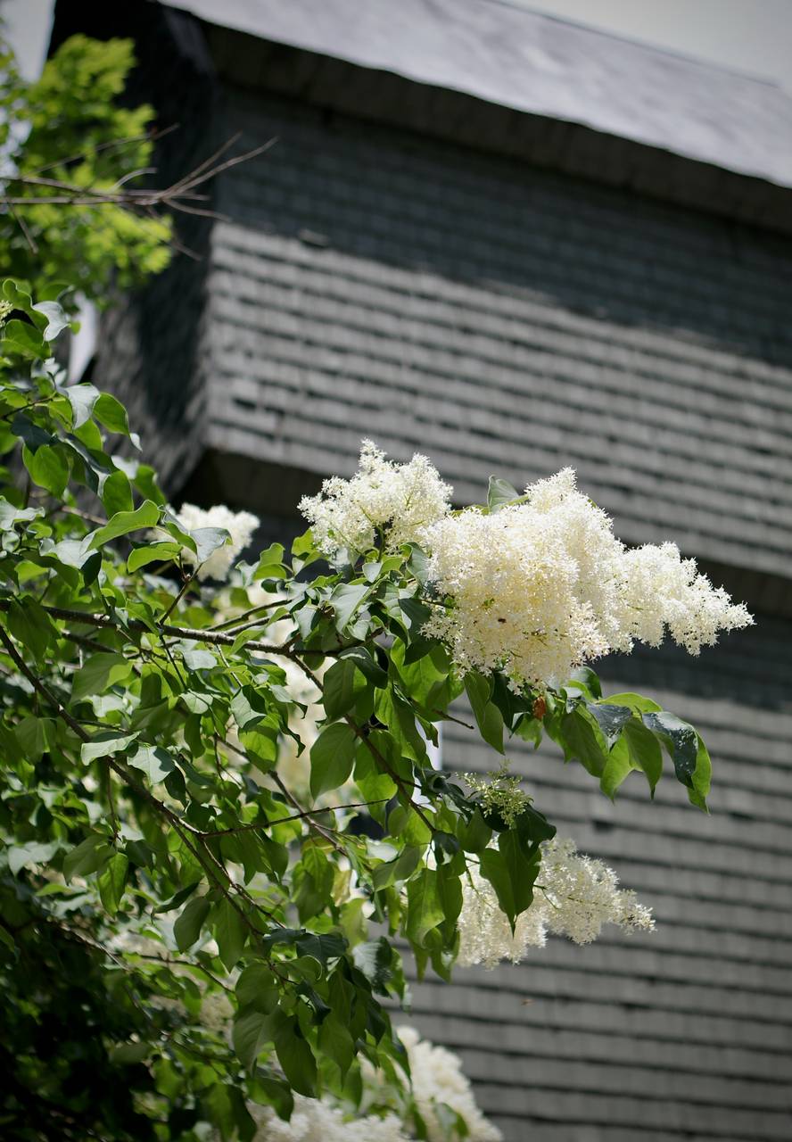 Photo of Japanese Tree Lilac