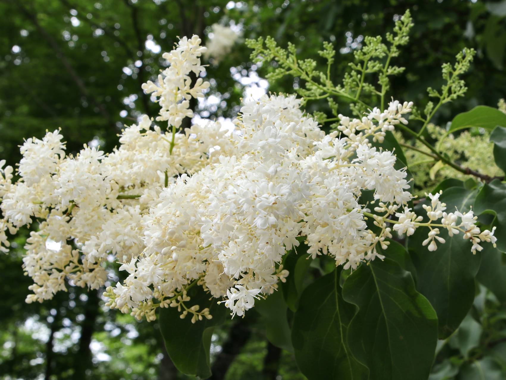 Photo of Japanese Tree Lilac