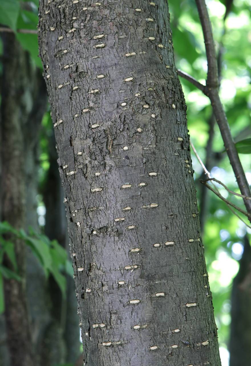 Photo of Japanese Tree Lilac