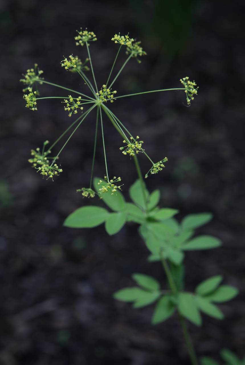 Photo of Yellow Pimpernel
