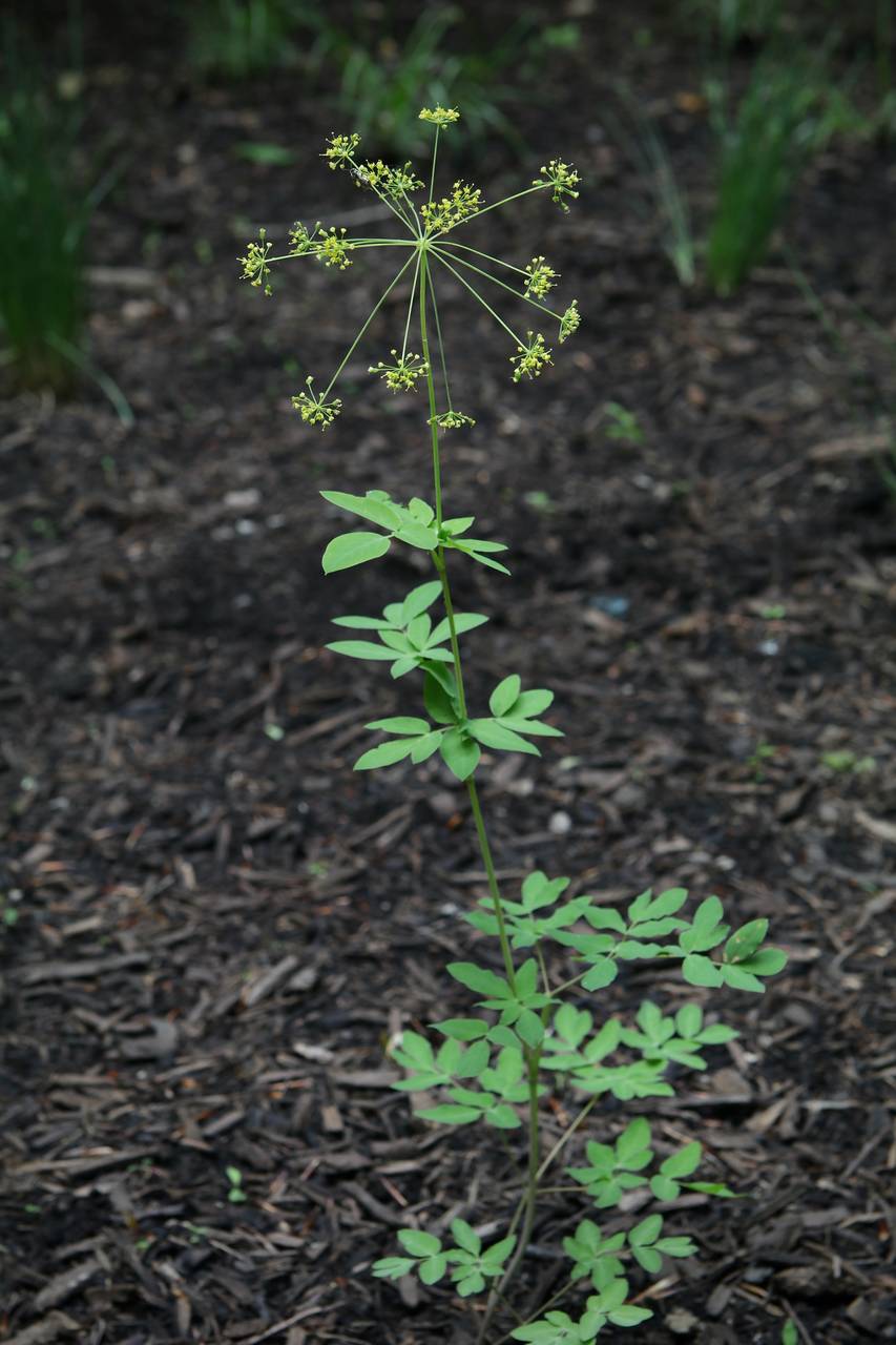 Photo of Yellow Pimpernel