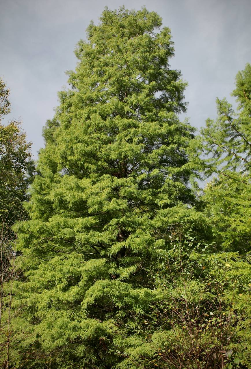 Photo of Bald Cypress