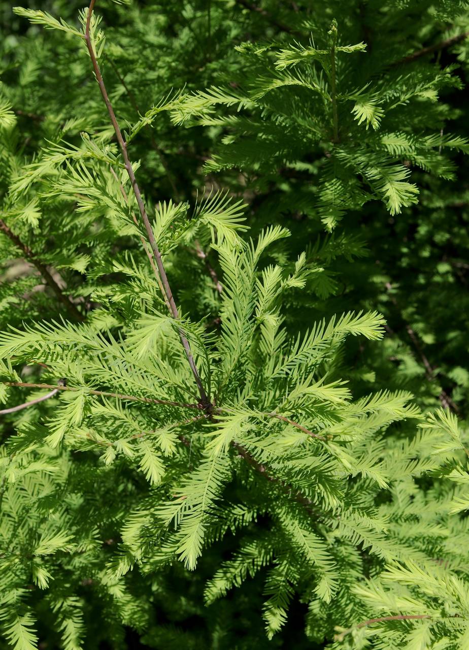Photo of Bald Cypress