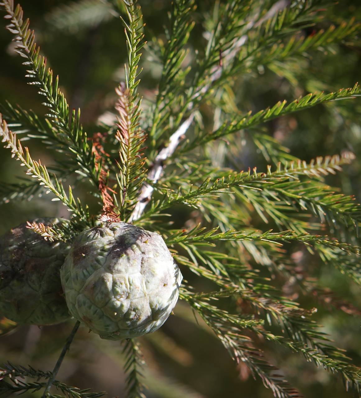 Photo of Bald Cypress