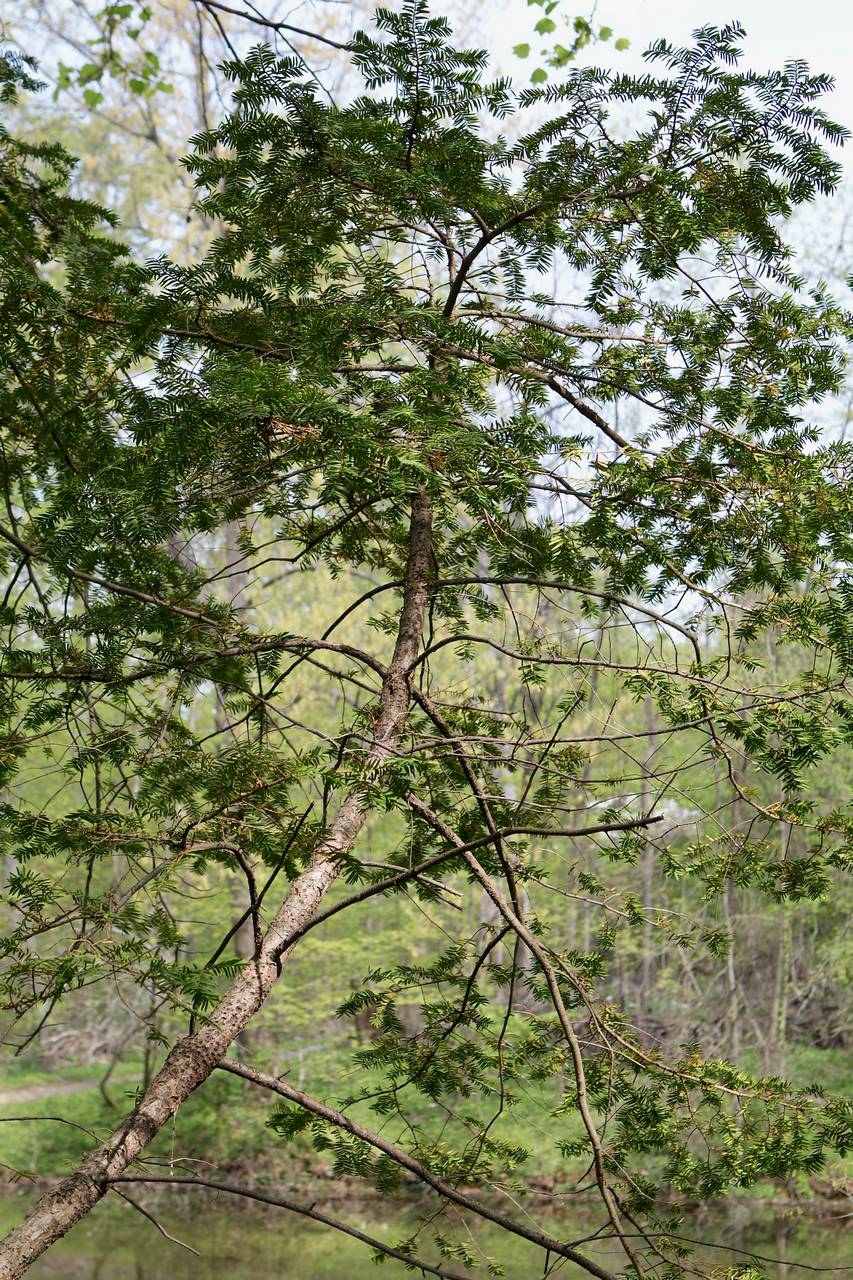 Photo of English Yew