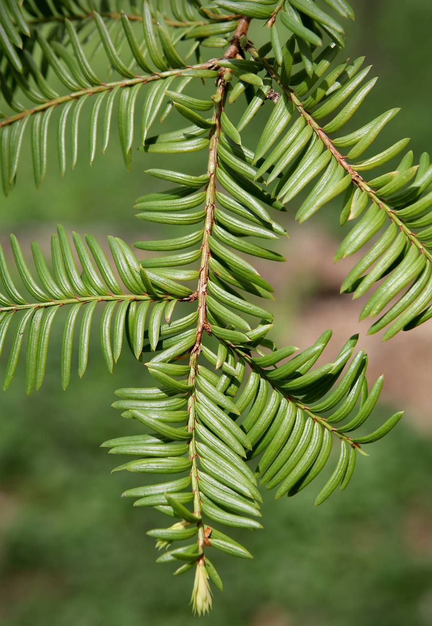 Photo of English Yew