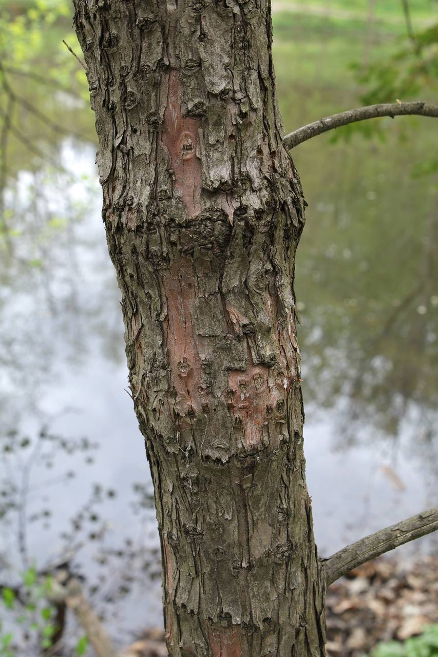 Photo of English Yew