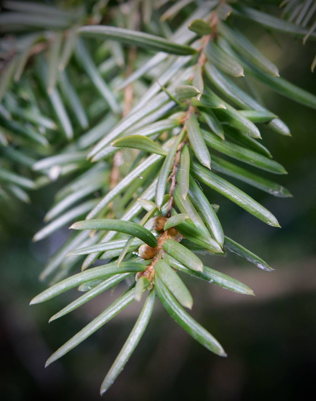 Photo of Japanese Yew