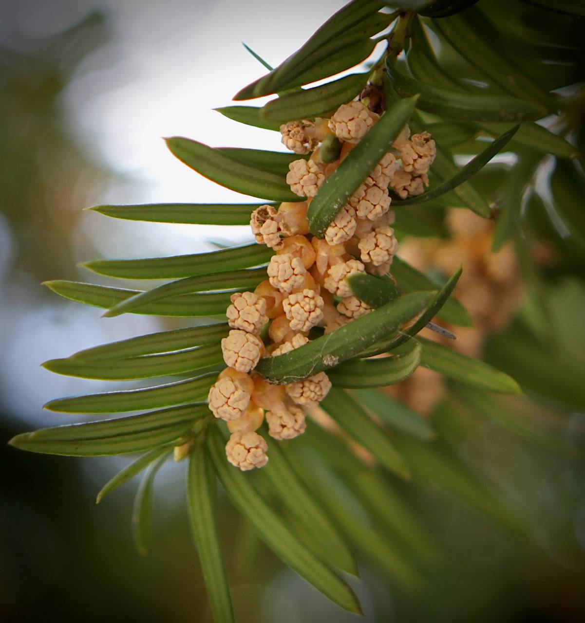 Photo of Japanese Yew