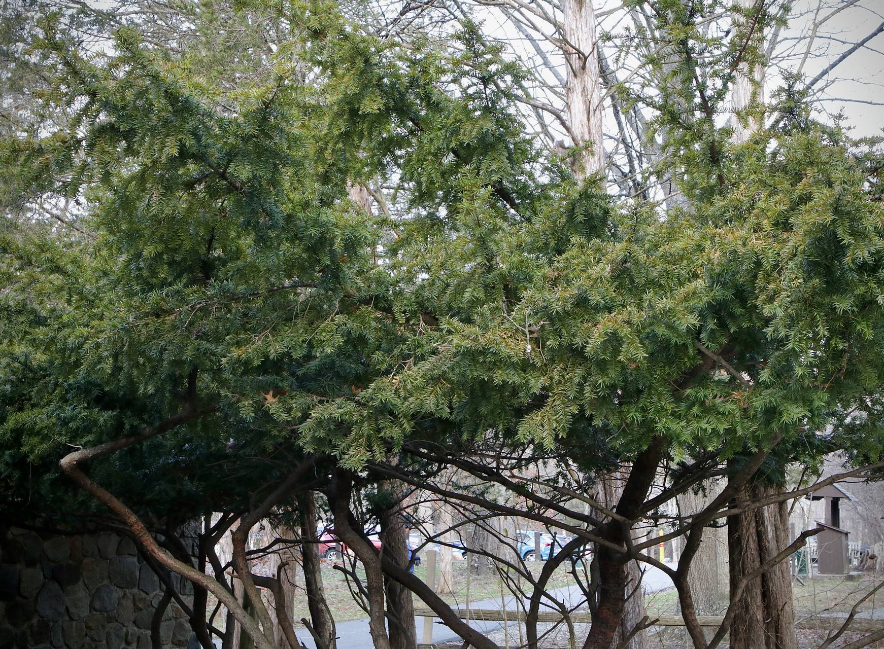 Photo of Japanese Yew