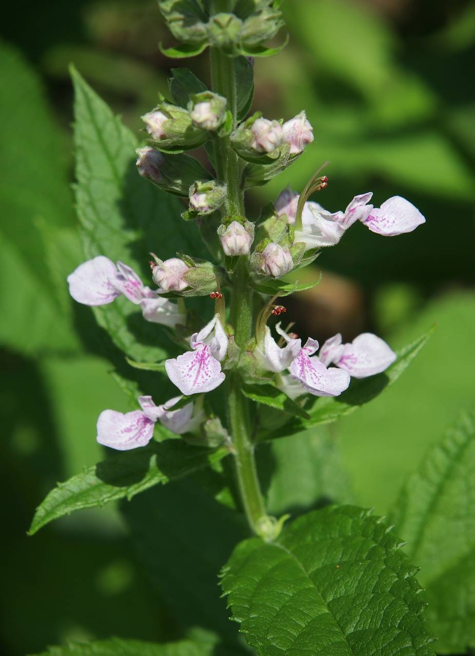 Photo of American Germander