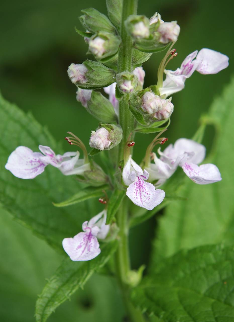 Photo of American Germander