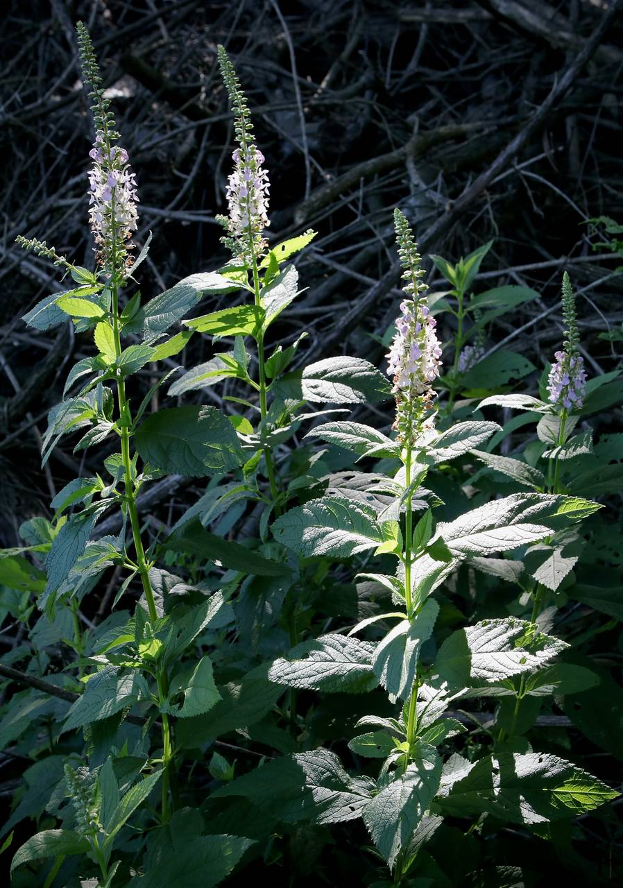 Photo of American Germander