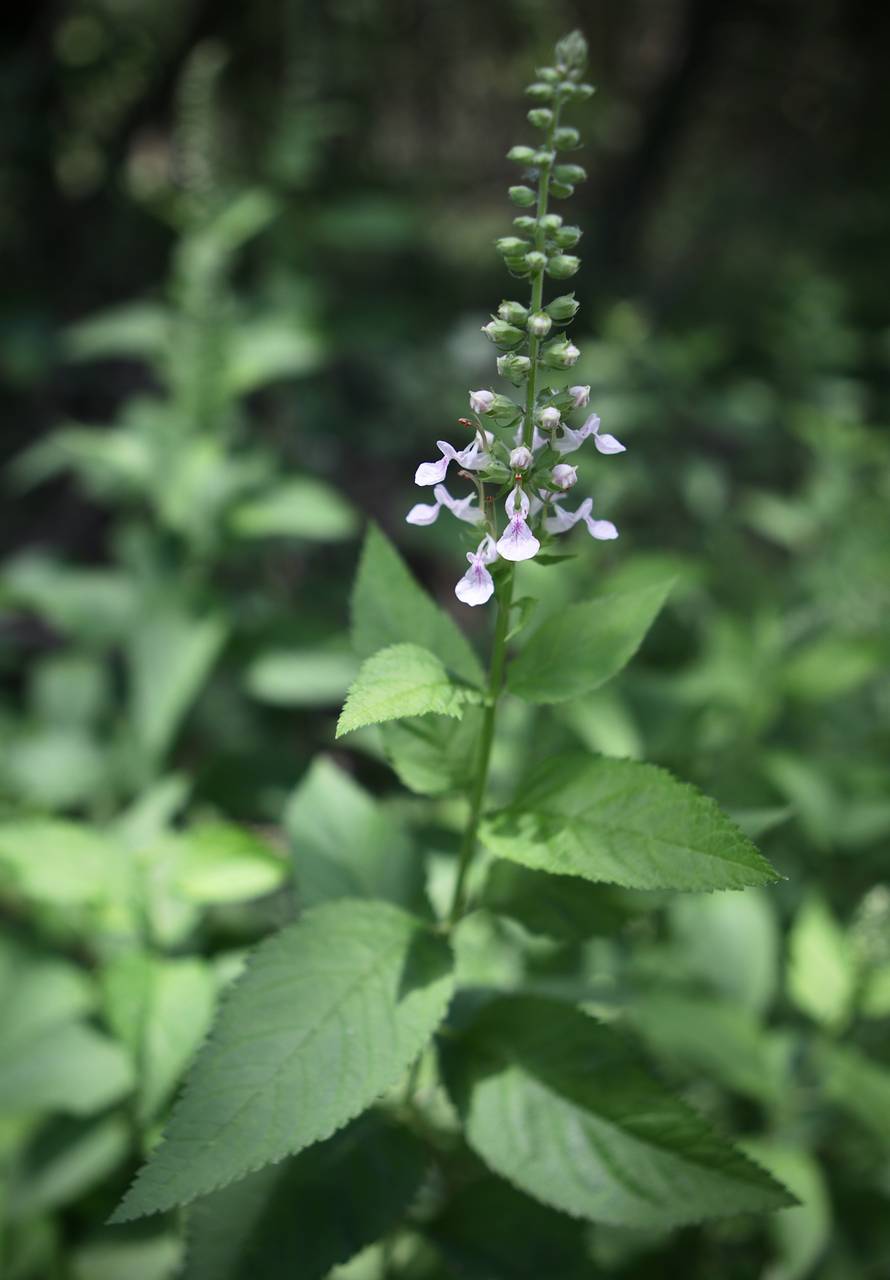 Photo of American Germander