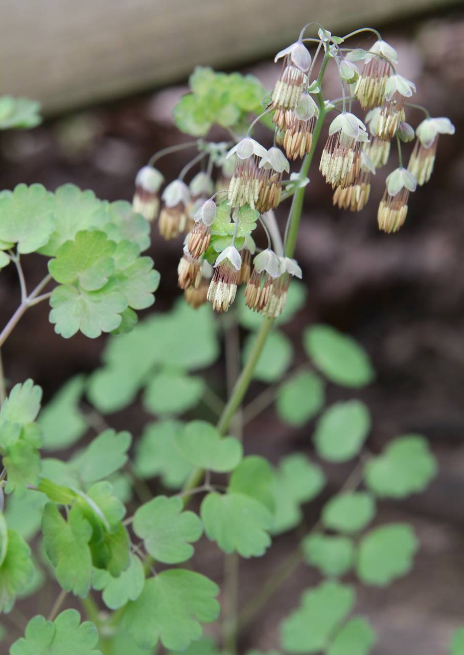 Photo of Early Meadow Rue