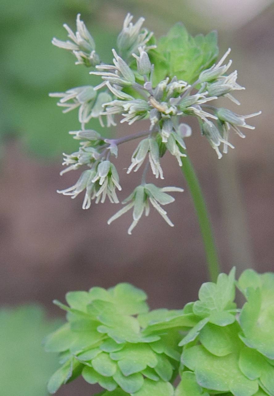 Photo of Early Meadow Rue