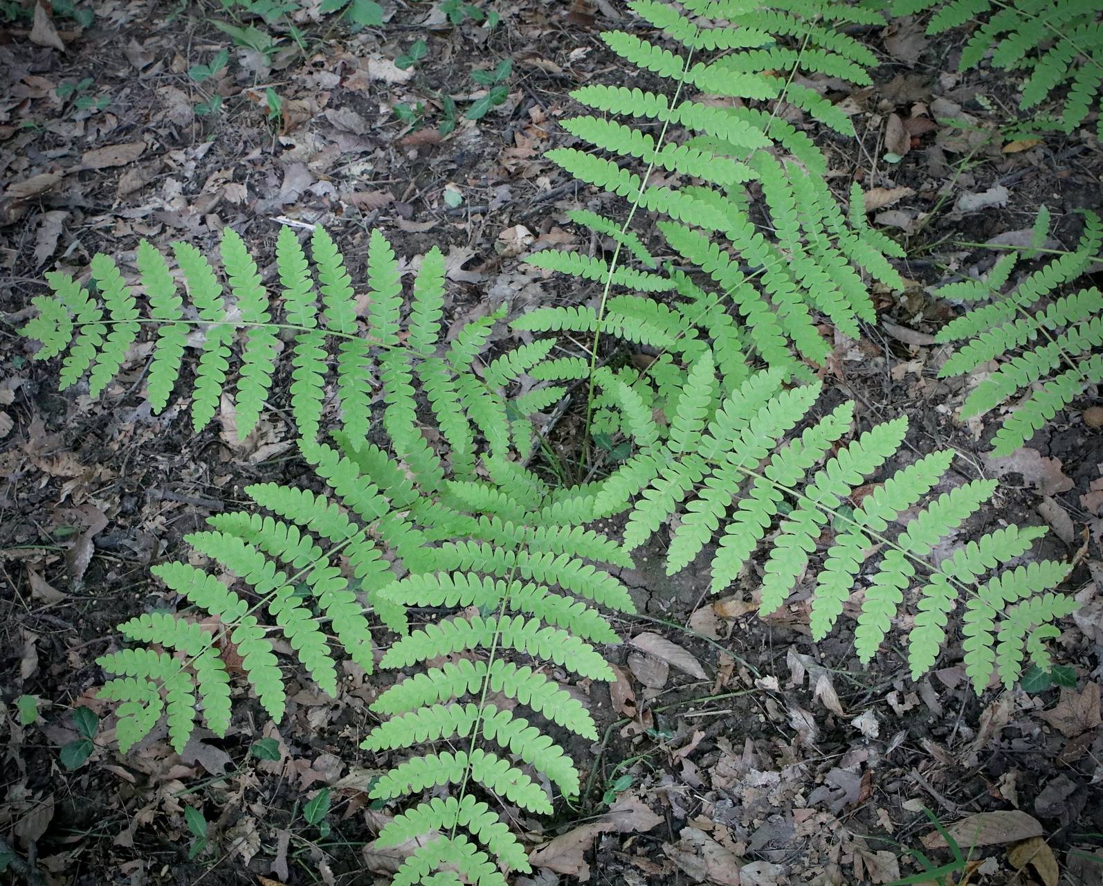 Photo of Marsh Fern