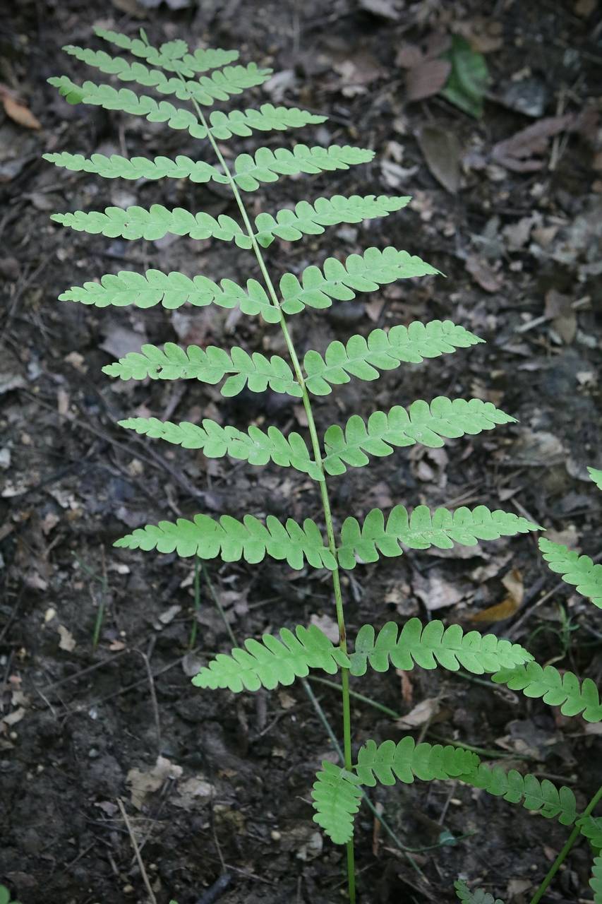 Photo of Marsh Fern