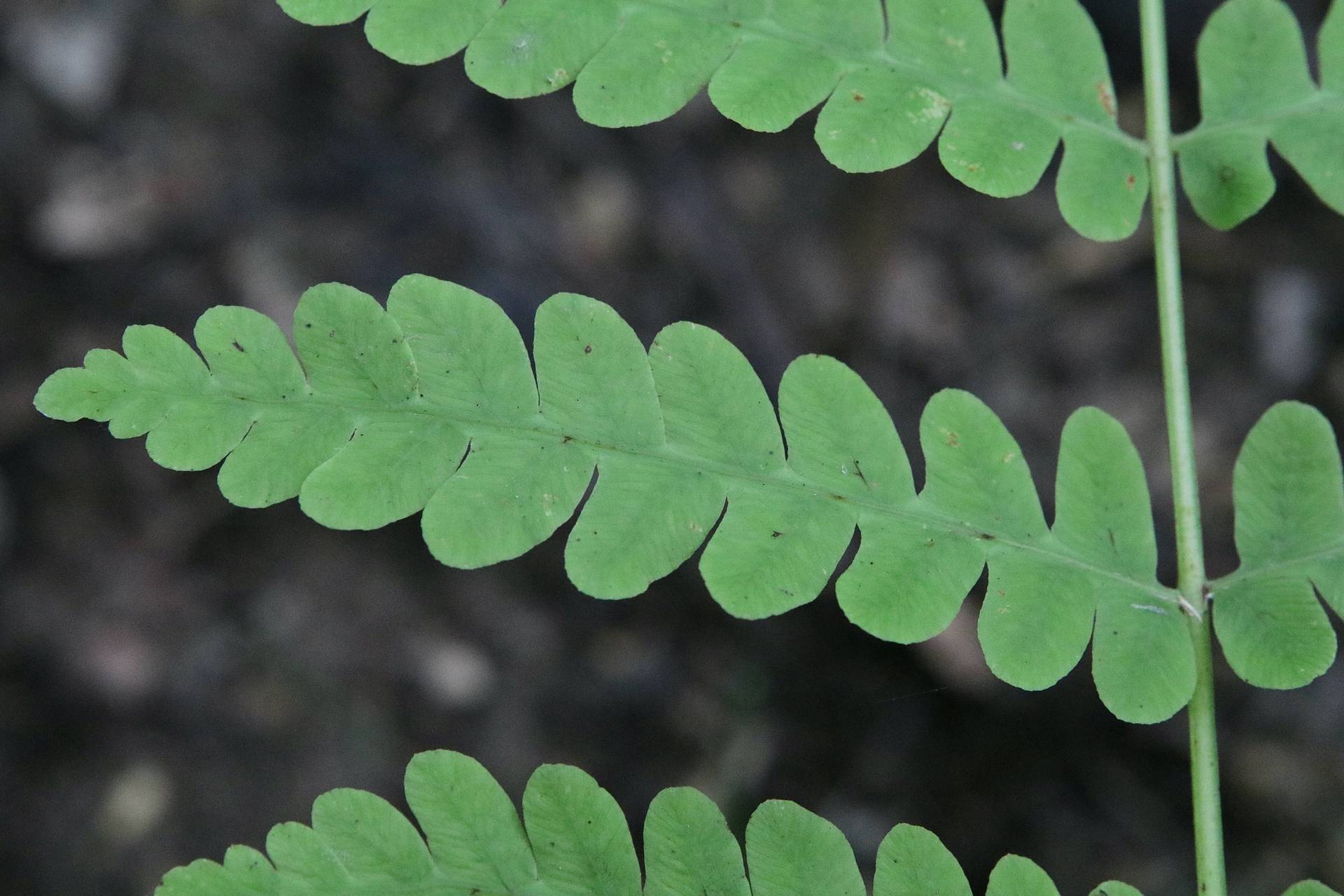 Photo of Marsh Fern