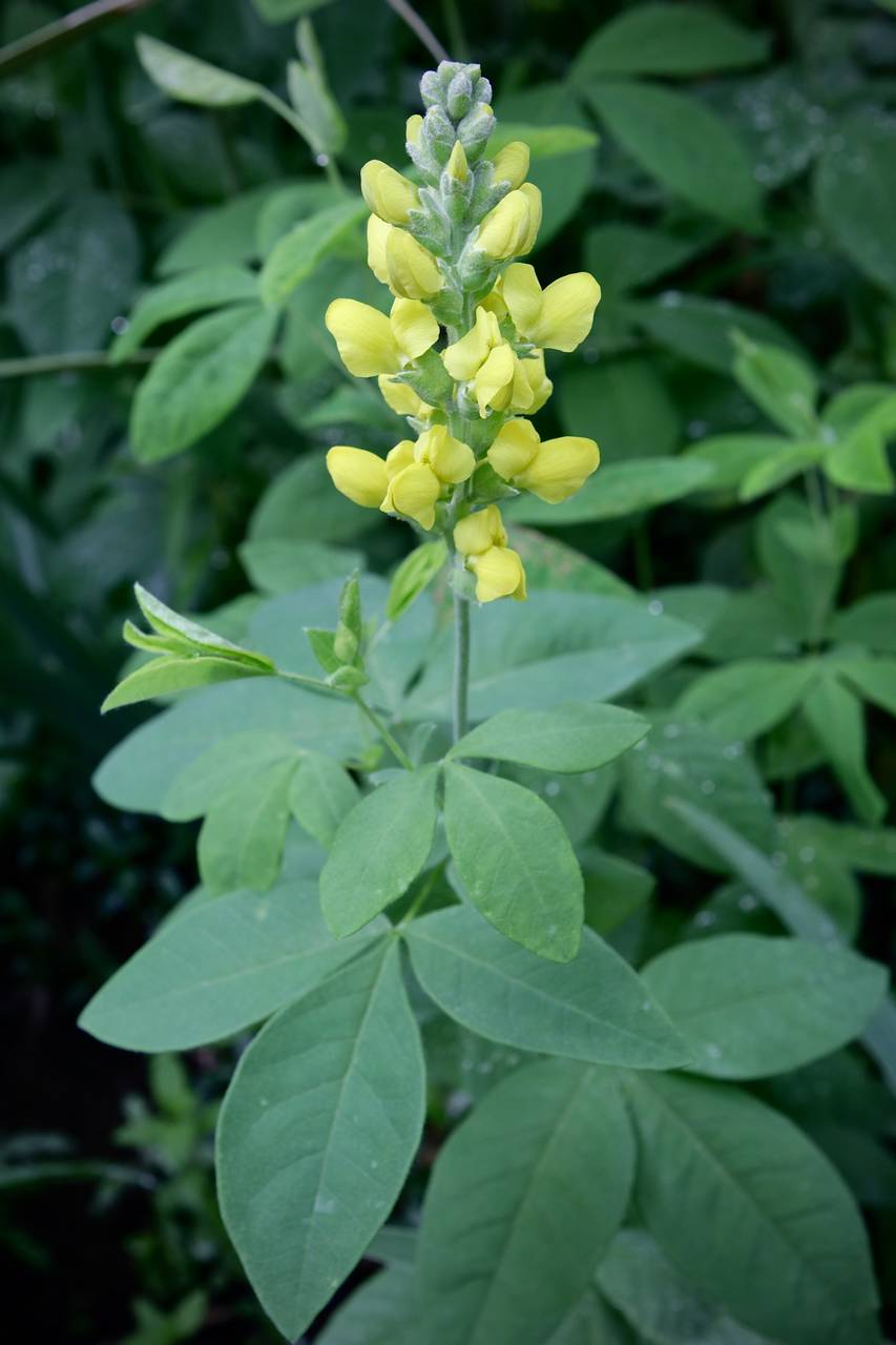 Photo of Blue-Ridge Buckbean