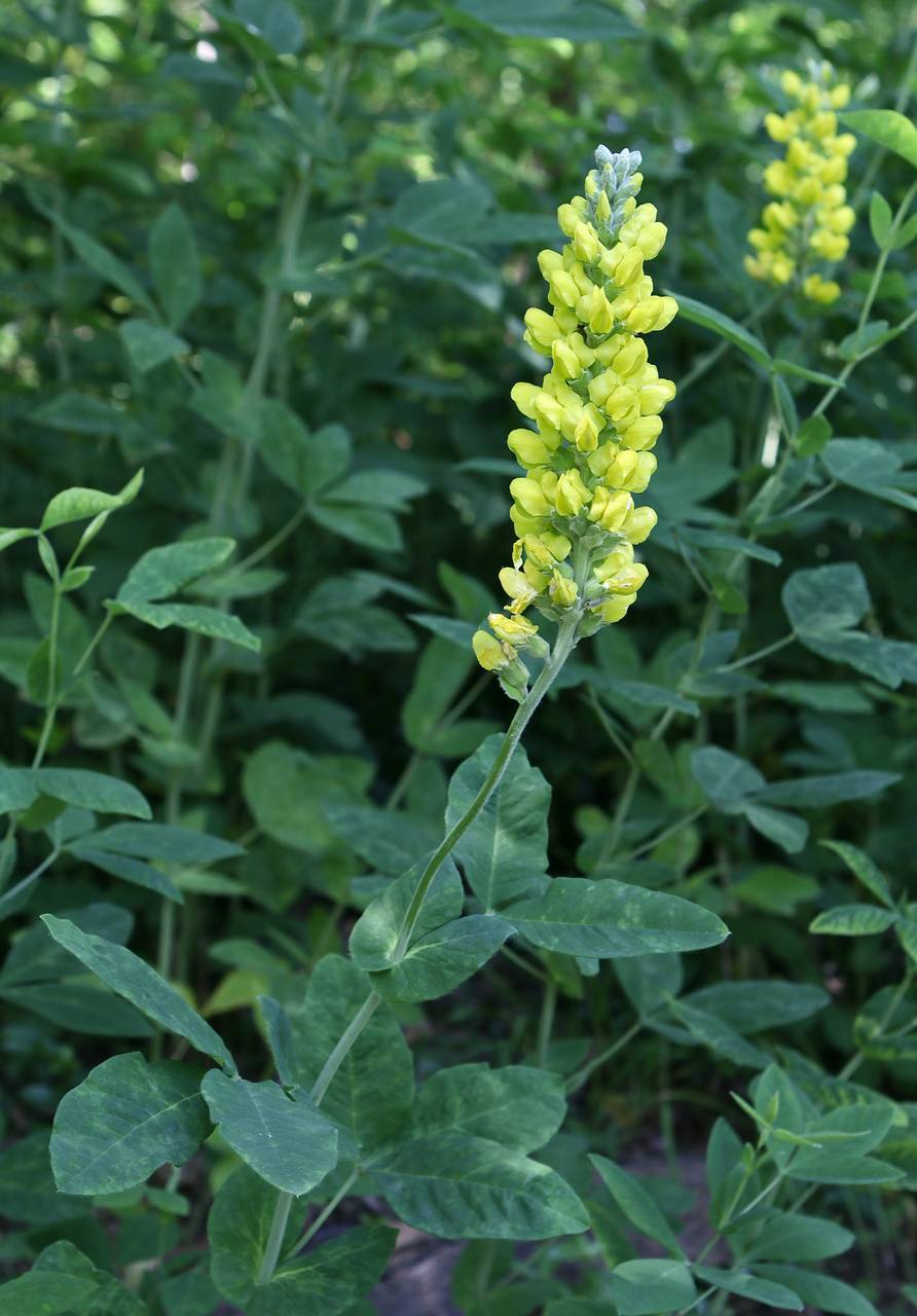 Photo of Blue-Ridge Buckbean