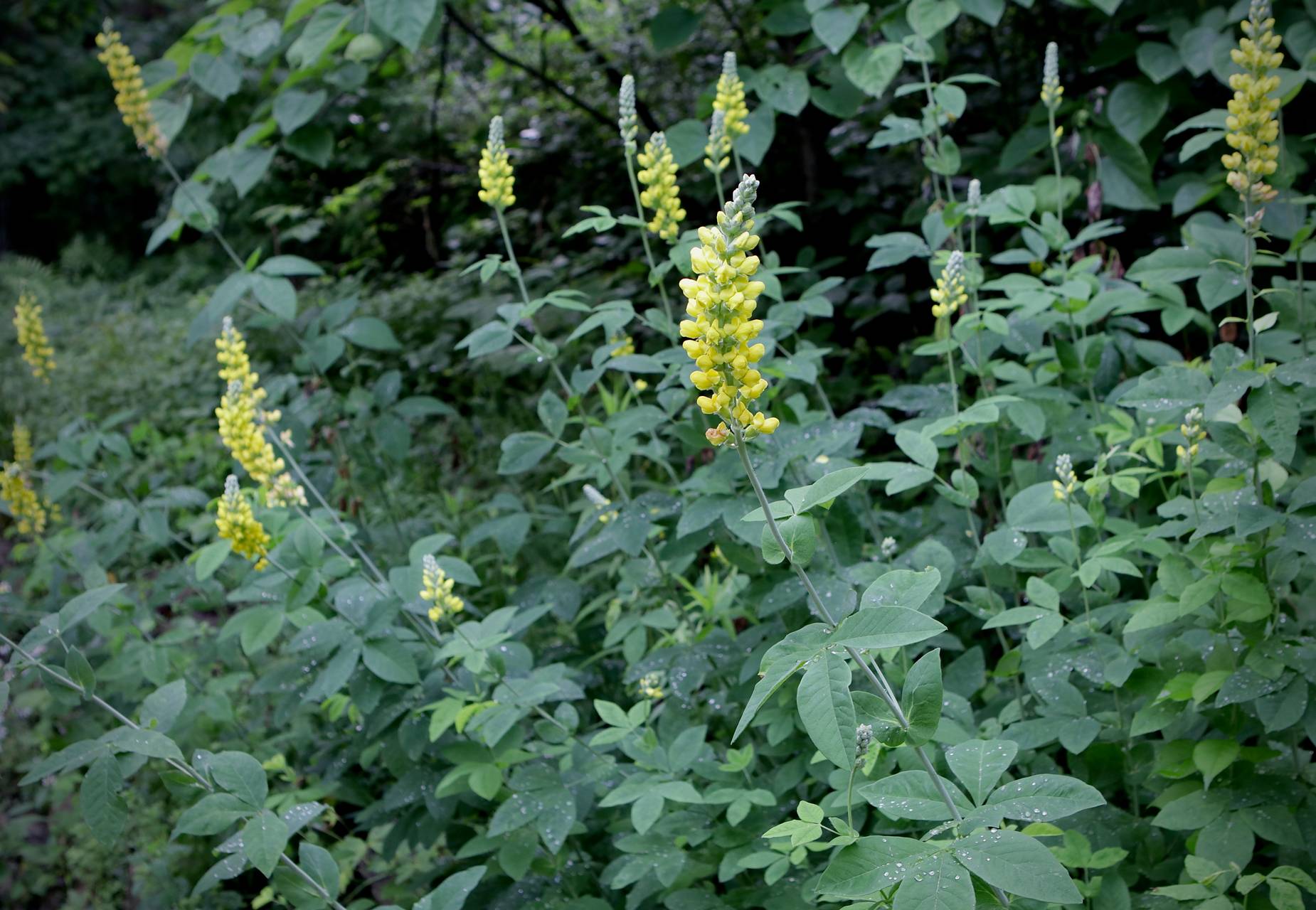 Photo of Blue-Ridge Buckbean