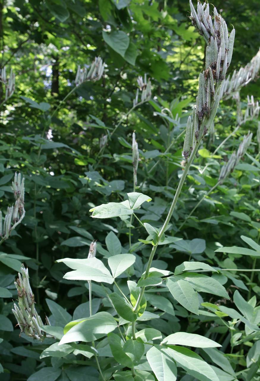 Photo of Blue-Ridge Buckbean
