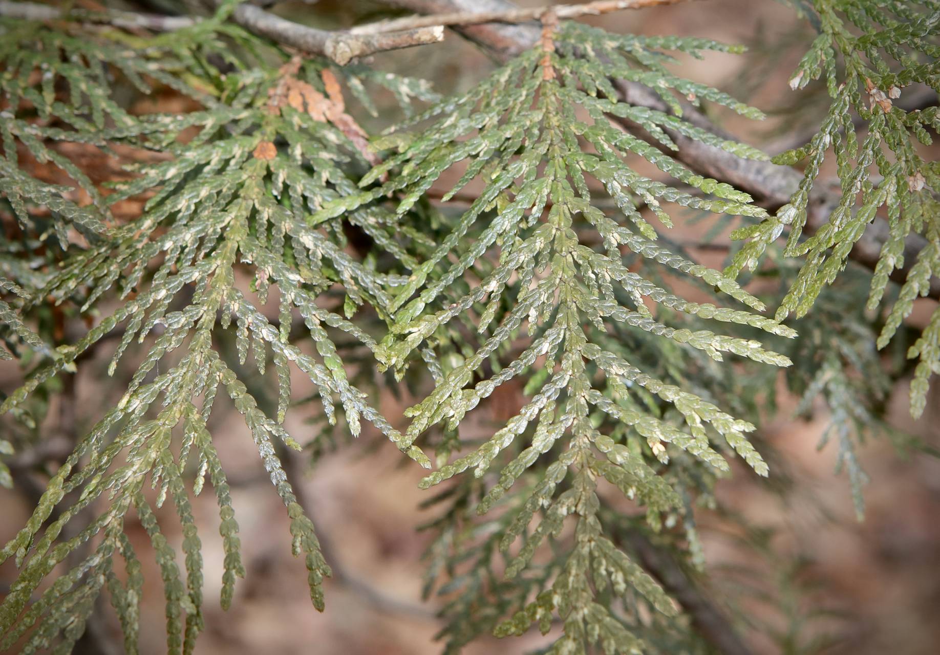 Photo of Northern White Cedar