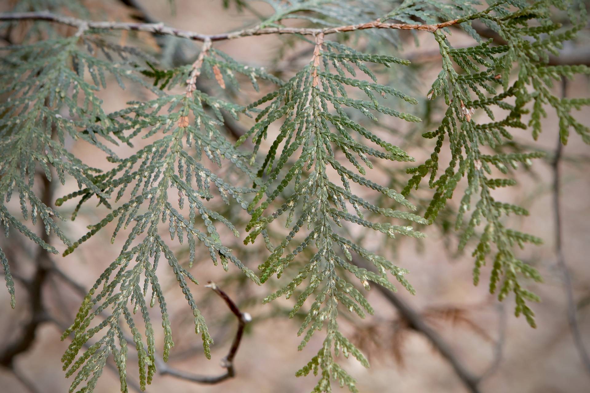 Photo of Northern White Cedar