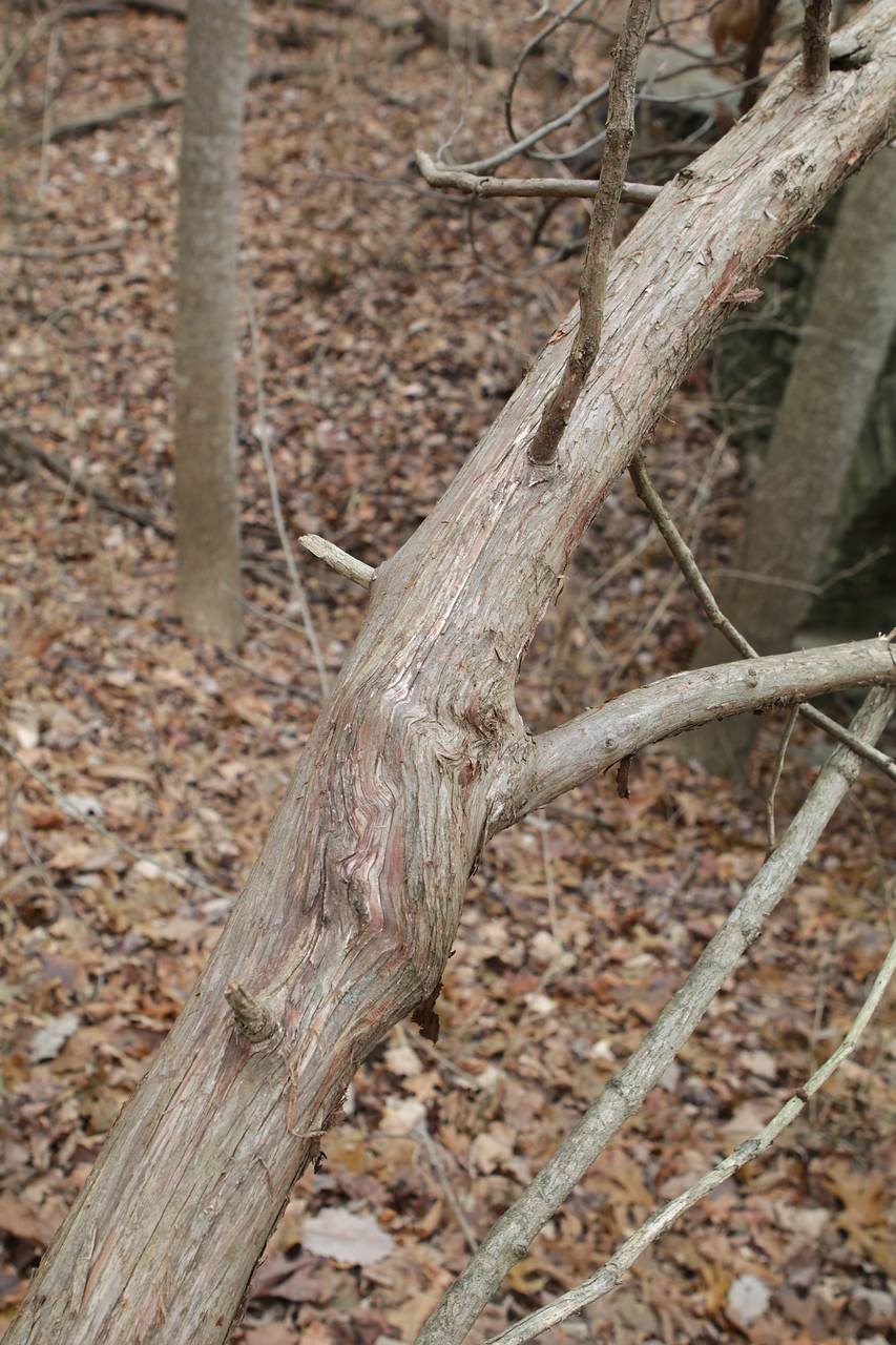 Photo of Northern White Cedar