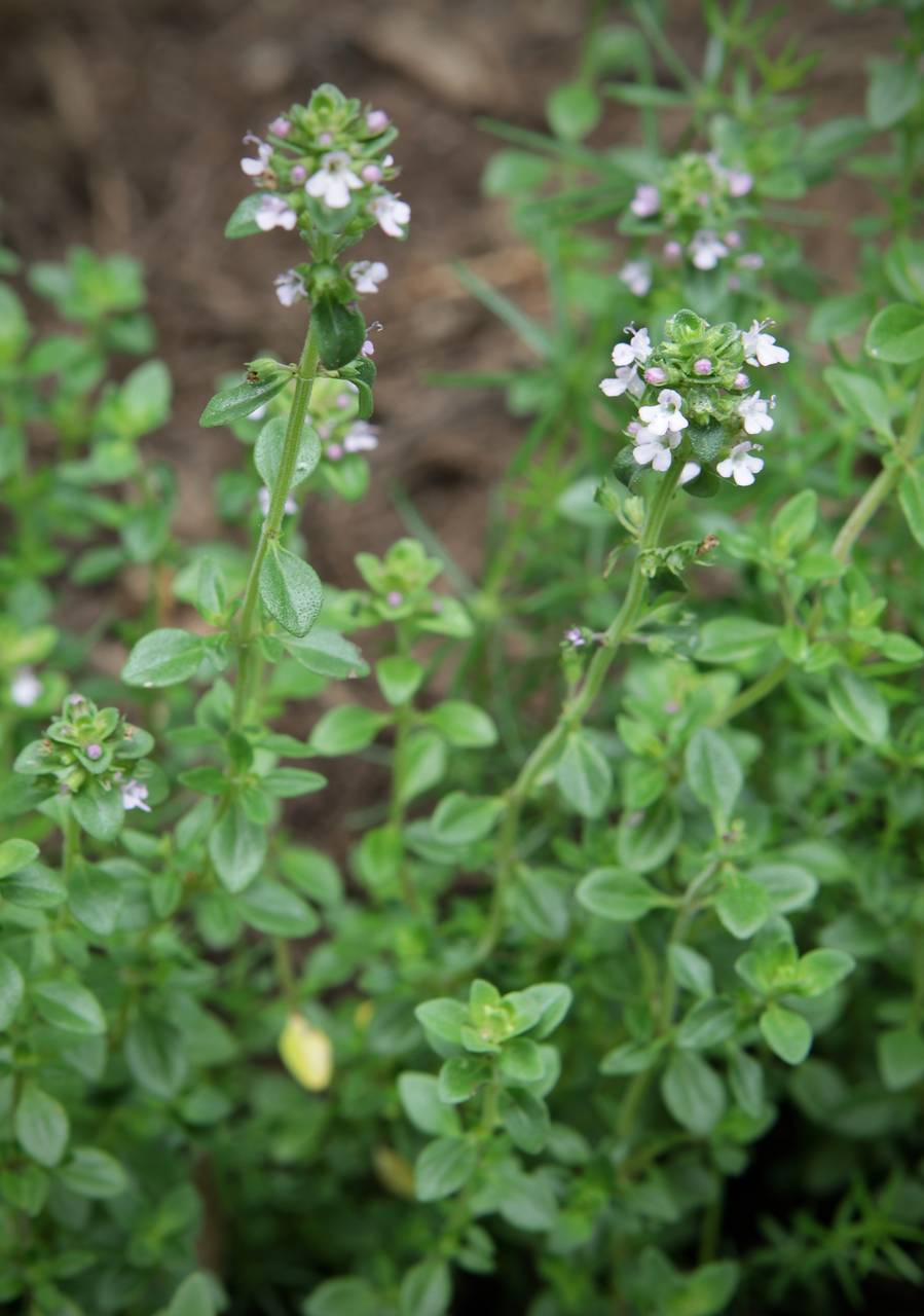Photo of English Thyme