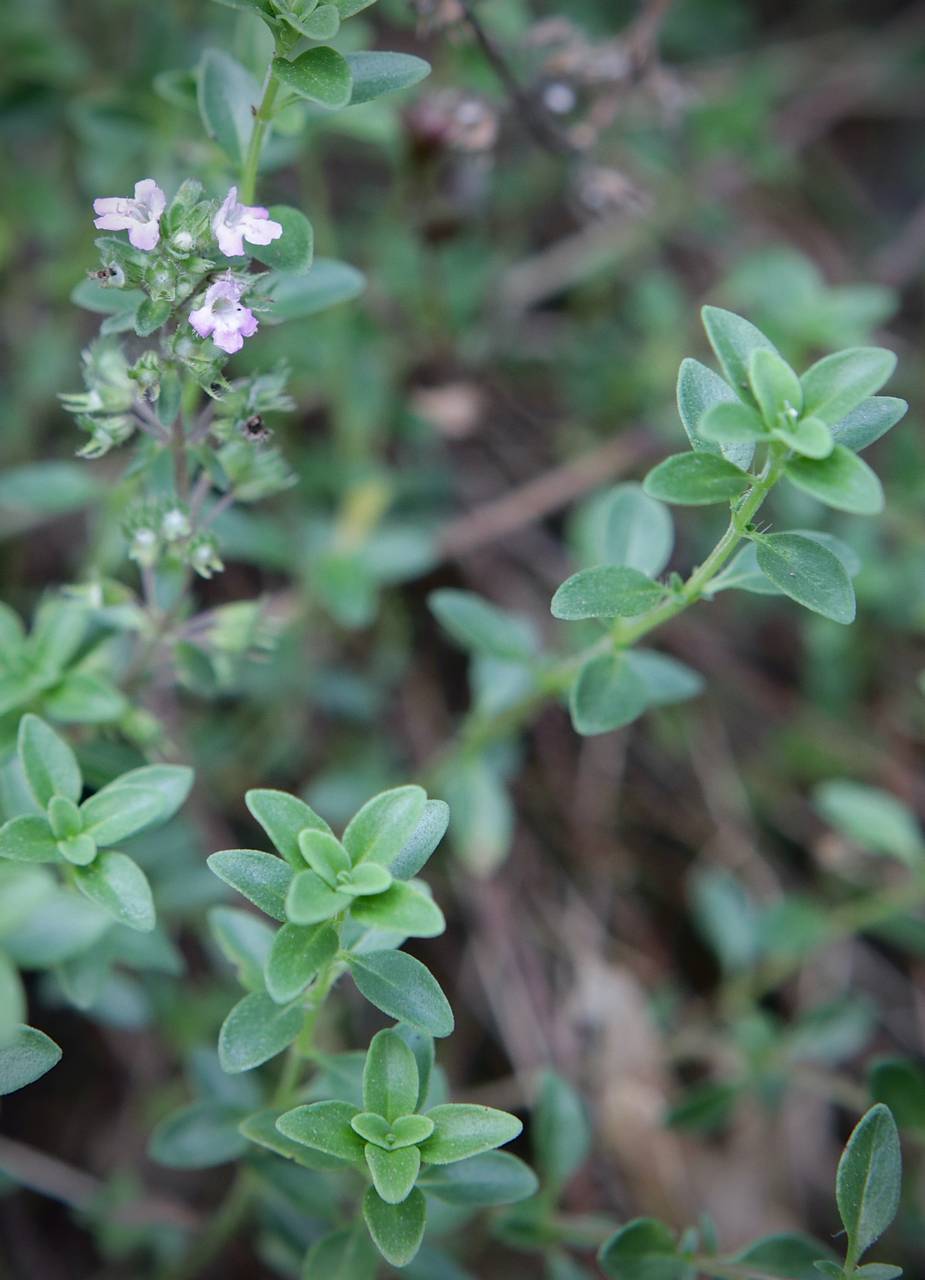 Photo of English Thyme