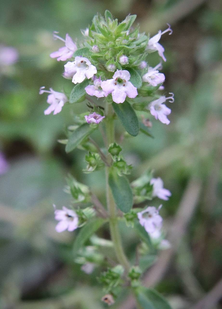 Photo of English Thyme